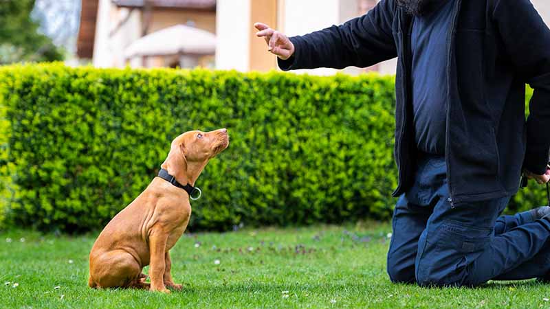 man training his vizsla dog