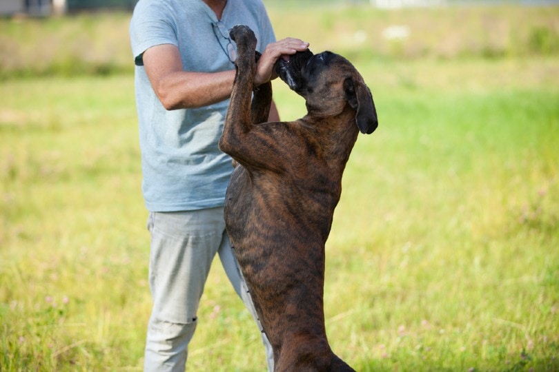 man training pet dog