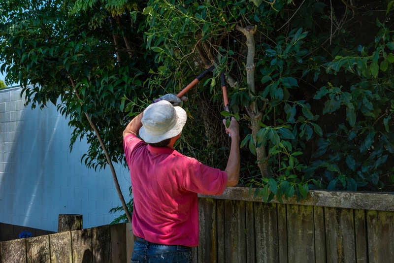 man trimming tree branch