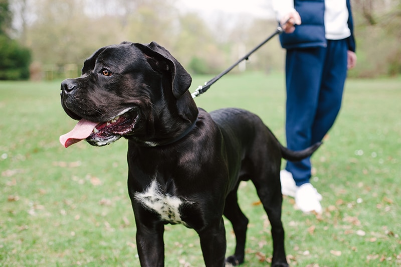 Cane Corso Dog: Breed Info, Pictures, Traits & Care – Dogster