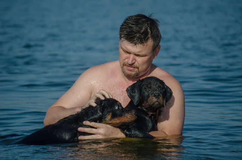 man with rottweiler puppies swimming