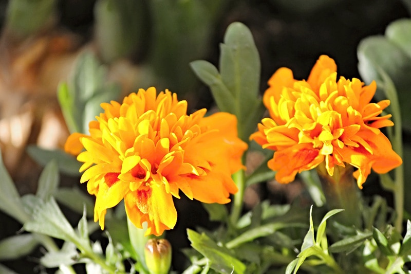 marigold plants