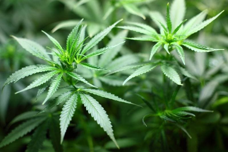 marijuana or cannabis leaves
