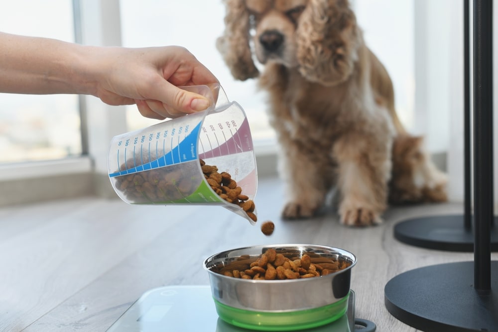 measures a portion of dry dog food using an electronic scale