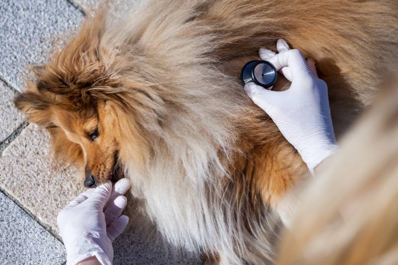 medical health check on a shetland sheepdog