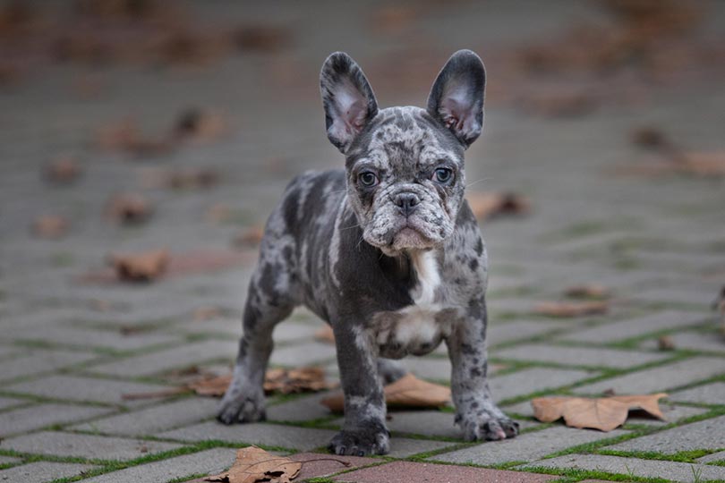 merle french bulldog puppy standing outdoor