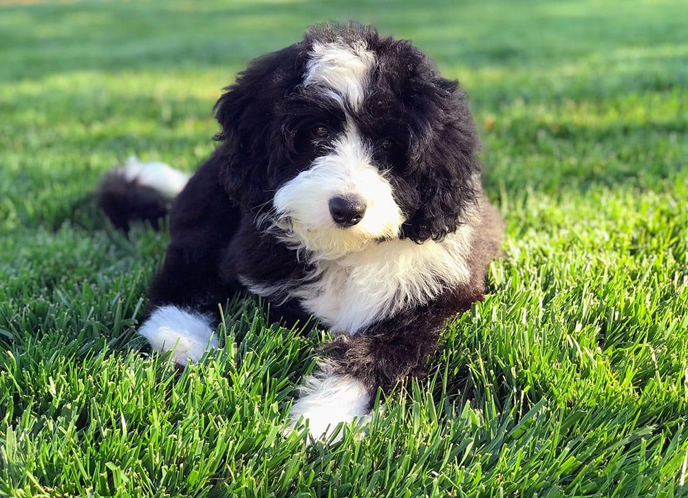mini bernedoodle puppy lying on the grass