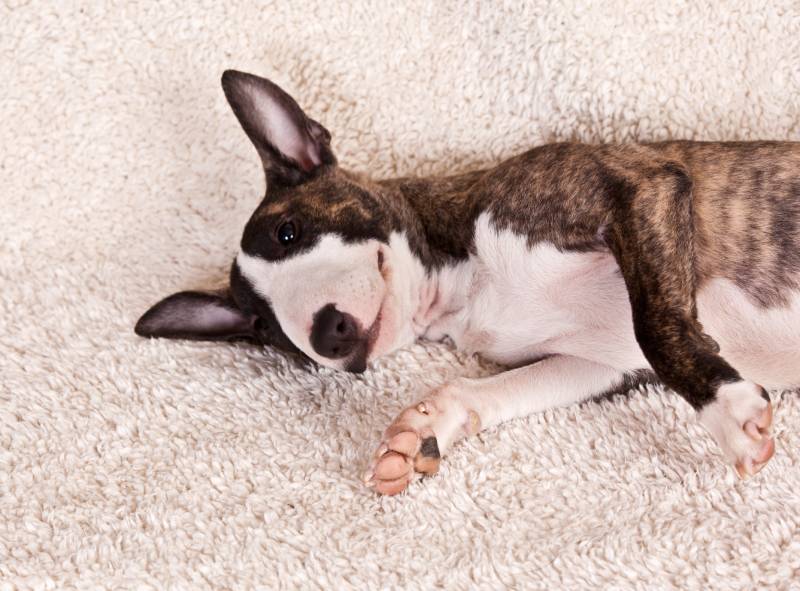 mini bull terrier lies on a white fluffy rug