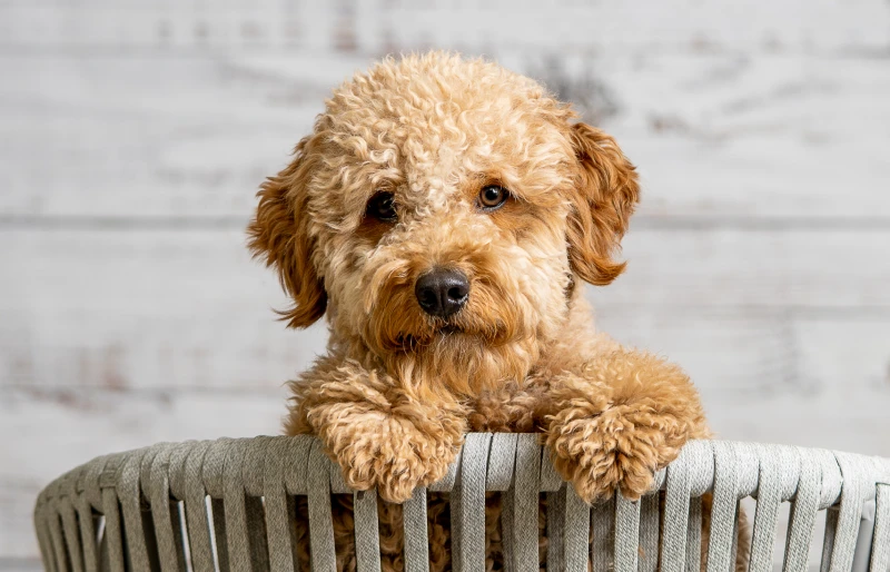 mini goldendoodle puppy dog