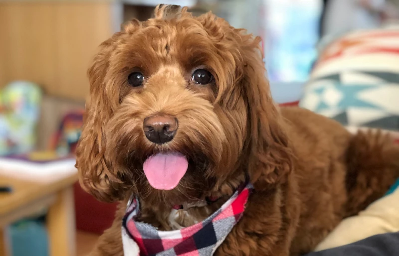 mini labradoodle dog wearing a bandana