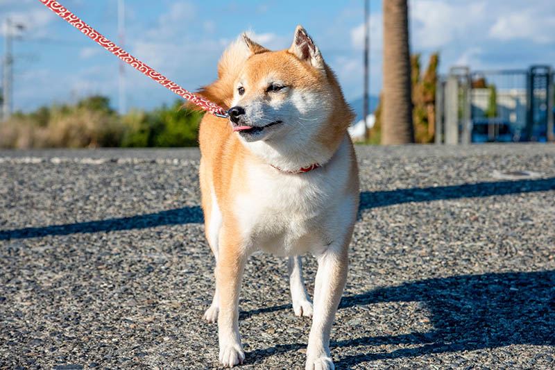 mini shiba inu dog with leash walking outdoor