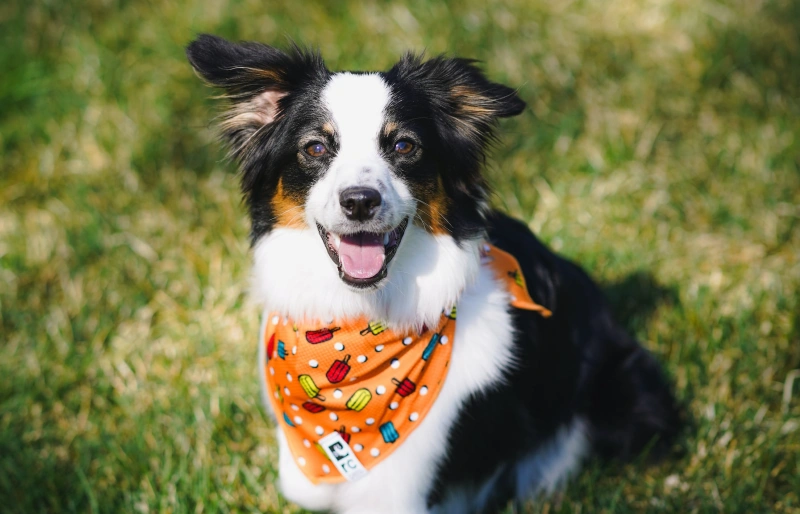 mini toy aussie dog wearing a bandana outdoors