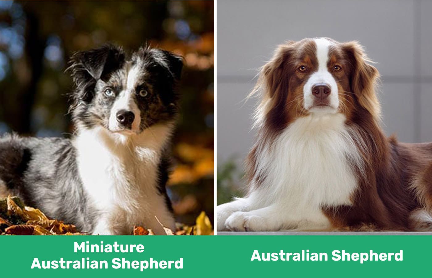 miniature australian shepherd and australian shepherd visual differences