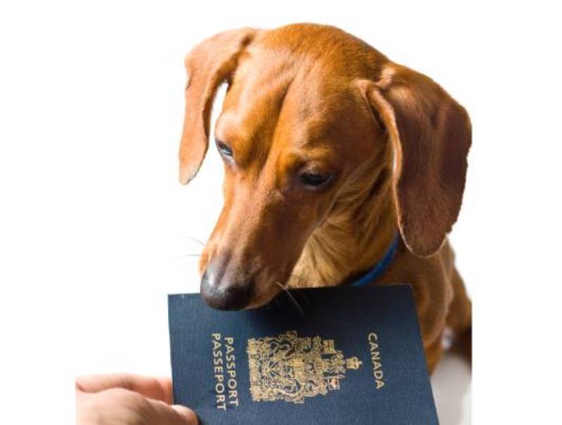 miniature dachshund dog being handed a Canadian passport