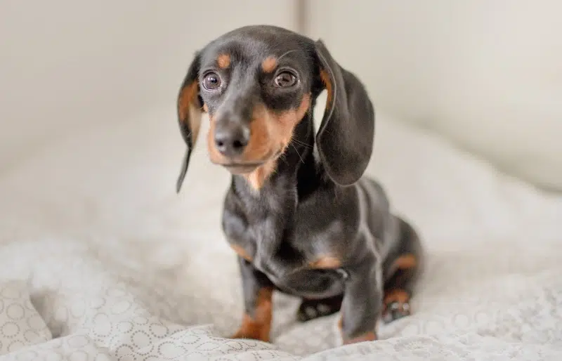 miniature dachshund on the bed