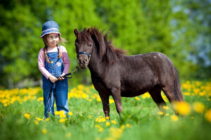miniature horse_Alexia Khruscheva_Shutterstock