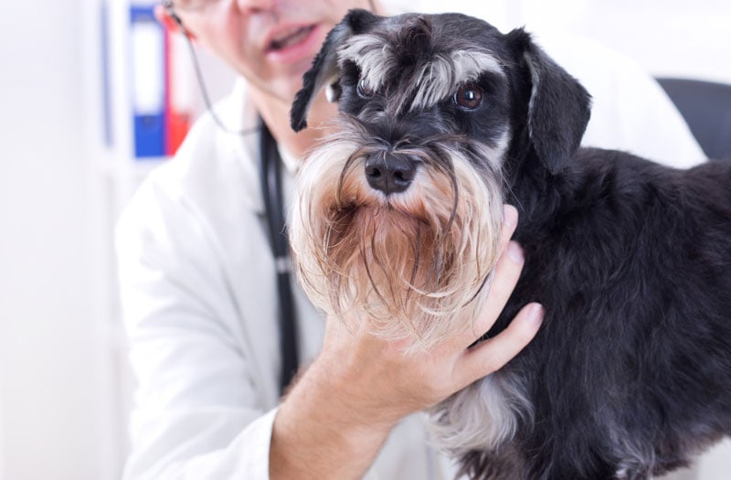 miniature schnauzer dog looking at camera at veterinary examination