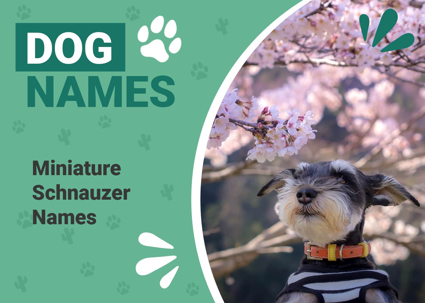 400+ Miniature Schnauzer Names: Ideas for Petite & Sophisticated Dogs –  Dogster