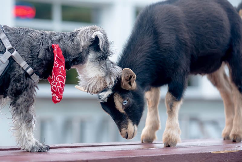 miniature schnauzer sniffing dwarf nigerian goat