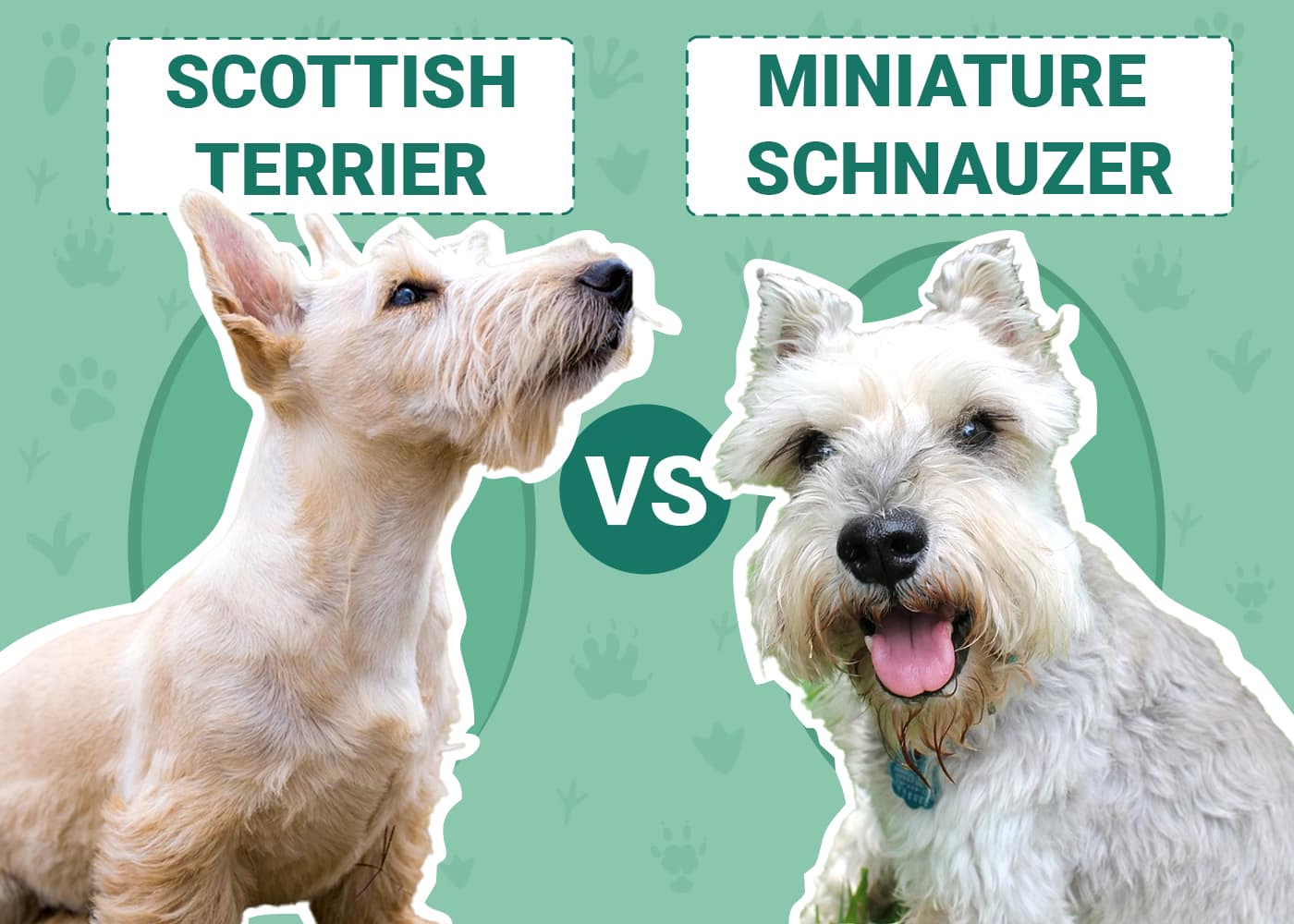 Miniature Schnauzer vs Scottish Terrier: Key Differences (With