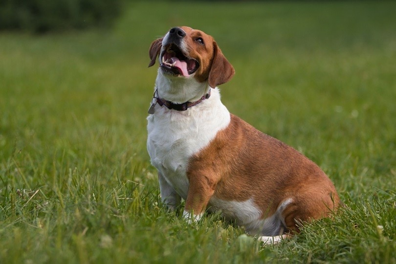 mixed-beagle-and-basset-hound_Hysteria_shutterstock