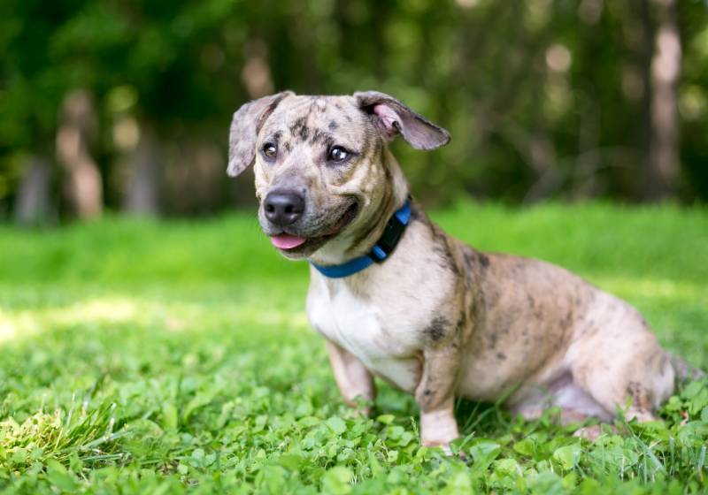 mixed breed dog wearing a blue nylon collar