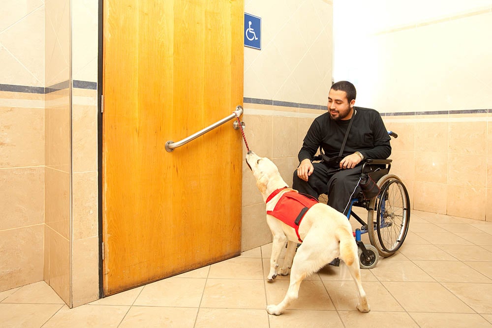 mobility support dog opening door