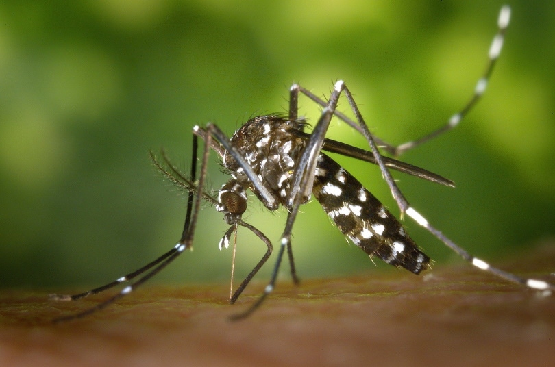 mosquito_WikiImages_Pixabay