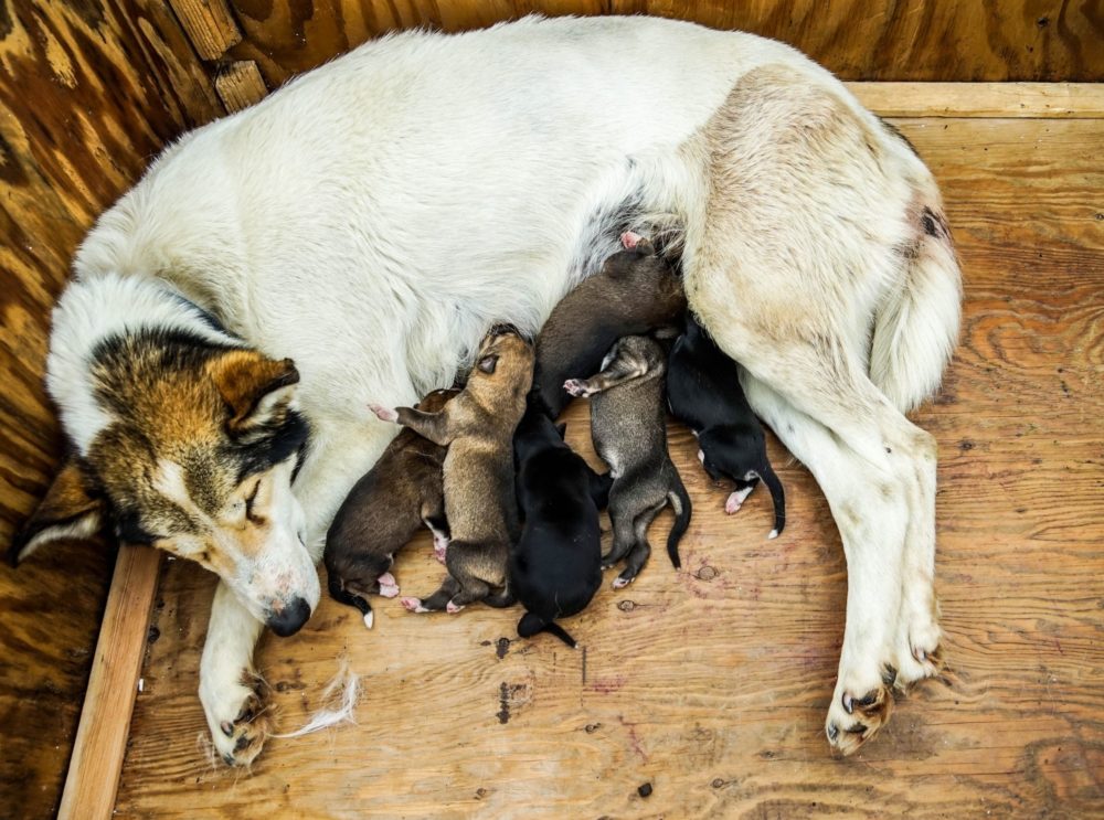 mother dog and puppies feeding milk