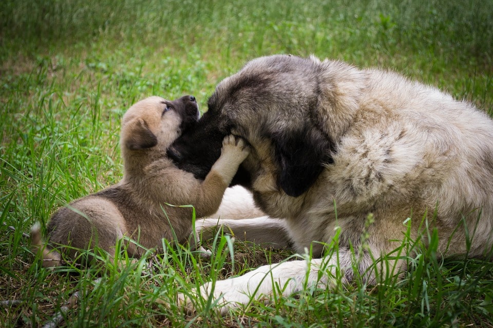 mother dog and puppy playing