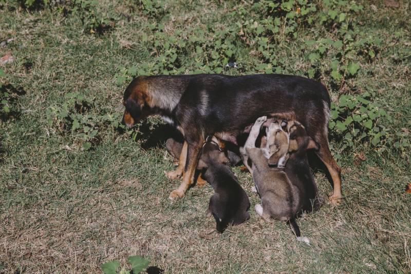 mother dog feeding her puppies