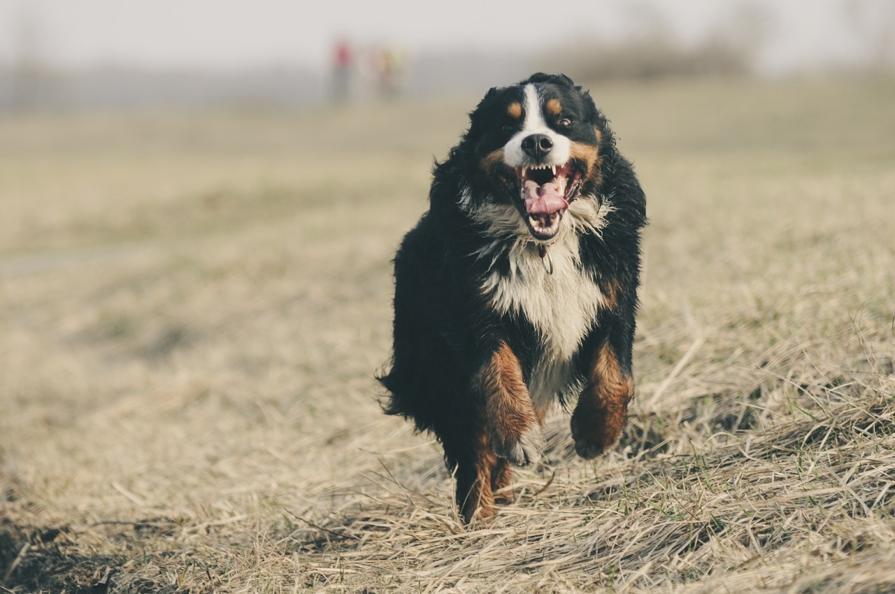 mountain dog running with tongue out