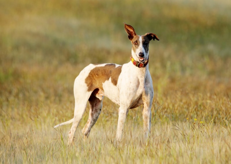 mudhol hound dog standing in the meadow