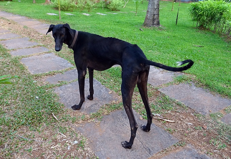 mudhol hound dog standing outdoor