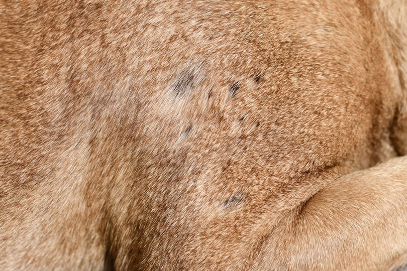 multiple small bald spot in fur of short haired dog