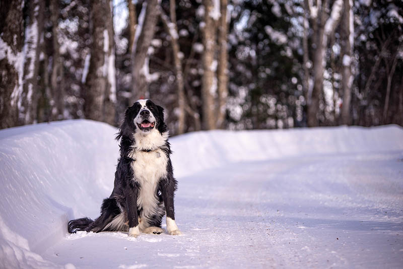 newfoundland bernese mix dog sitting on the snow