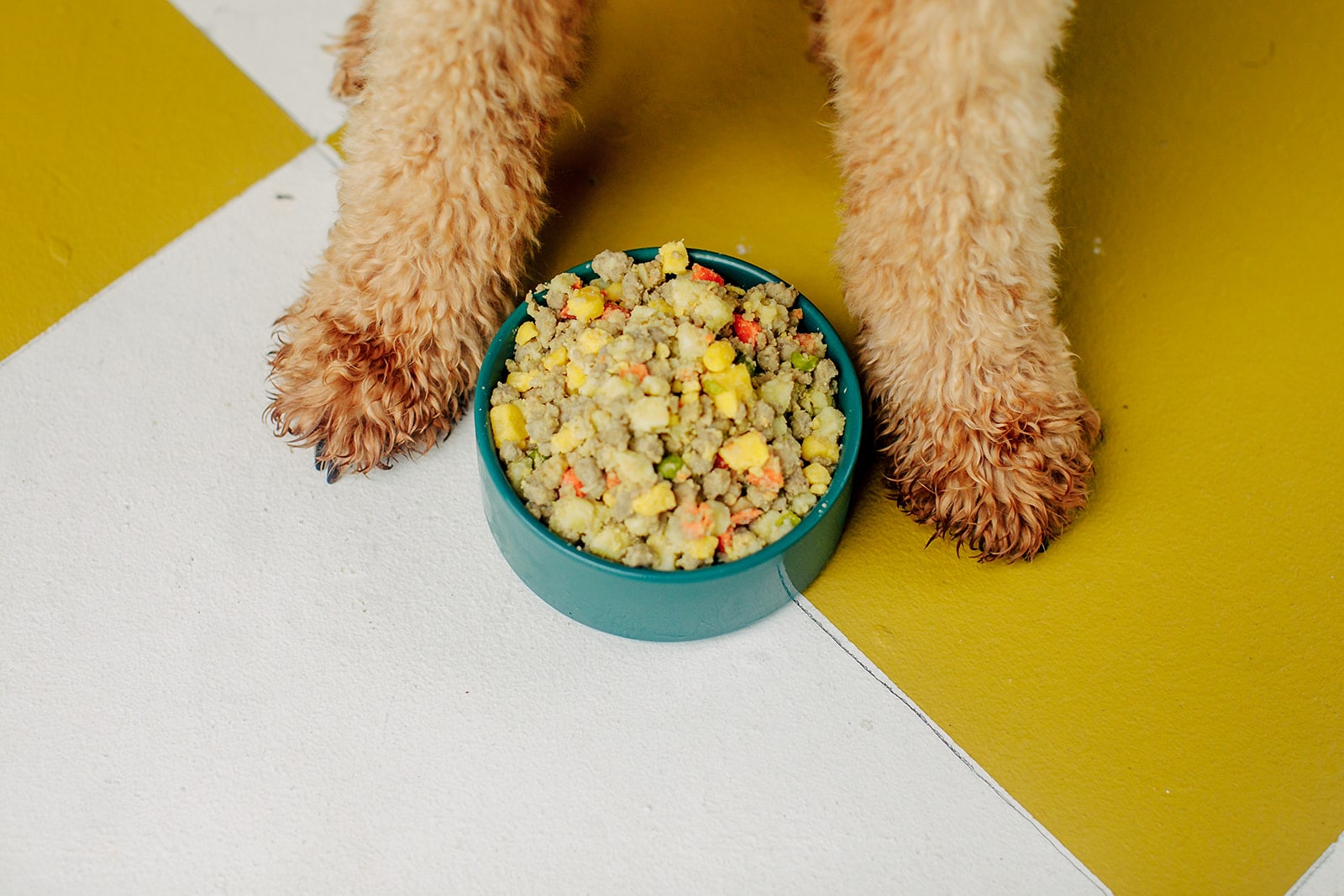 nom nom dog food in a bowl between paws