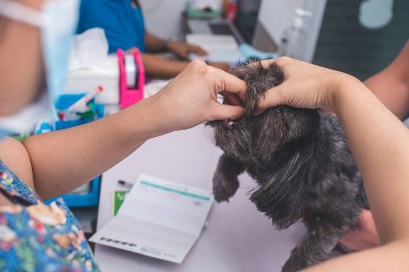 nurse inserts a dewormer tablet into a shih tzu dog's mouth