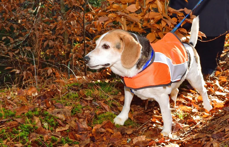 old beagle wearing a dog hunting safety vest