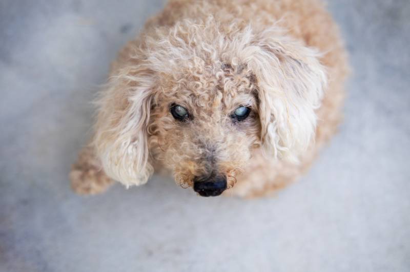 old blind poodle dog focused on his face