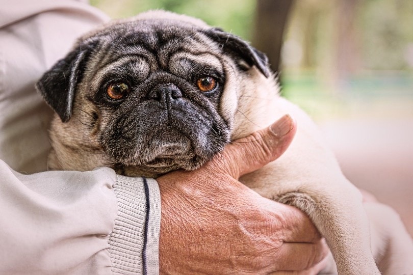 old man holding a pug
