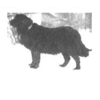 old photo of Moscow Water dog