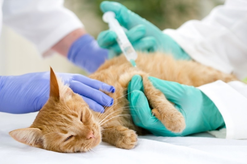 orange cat having injection