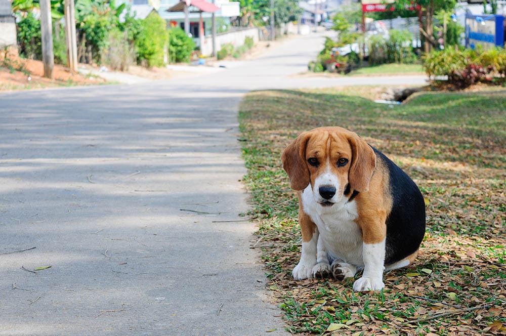 overweight-beagle_iamnottaa_Shutterstock