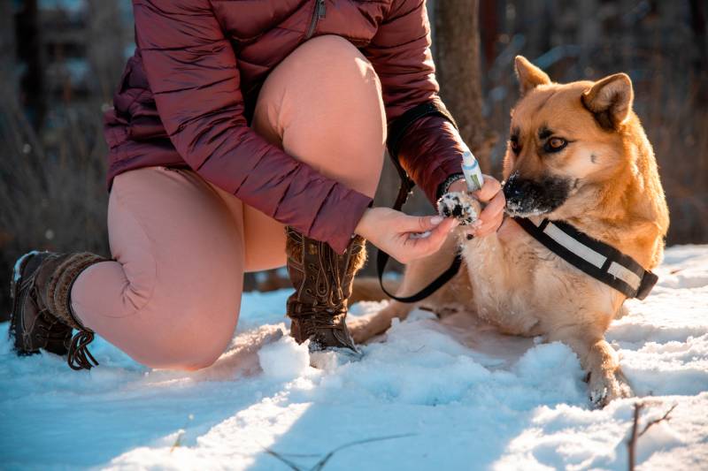 owner applying petroleum jelly to pet dog for protection
