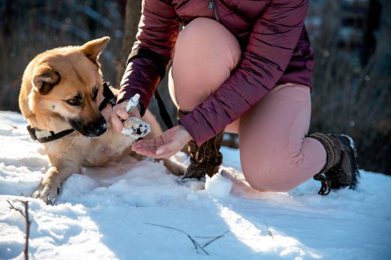 owner applying vaseline cream on dog's paw pads to protect from salt or chemical deicers in snow
