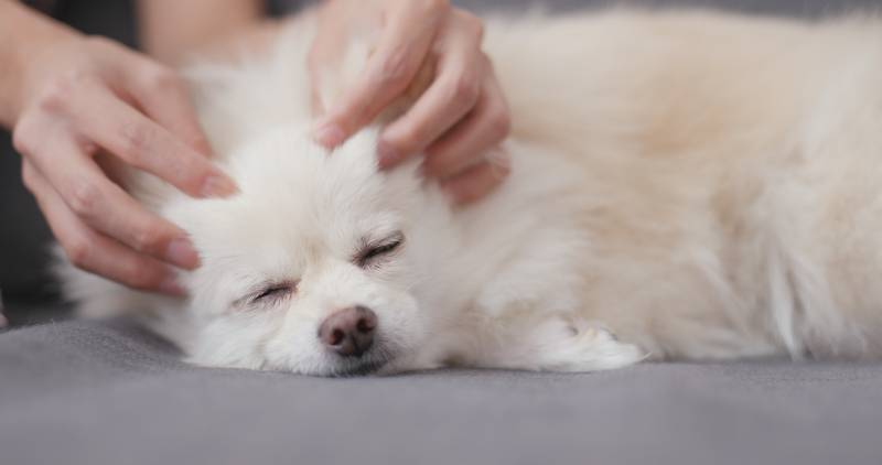 owner massaging the dog's head