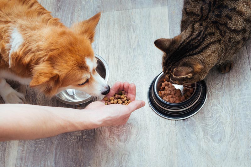 owner pours dog and cat food in the feeding bowls