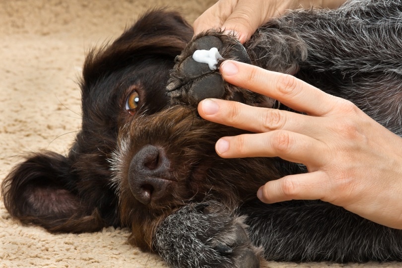 owner-smearing-ointment-to-the-paw-of-dog_rodimov_shutterstock