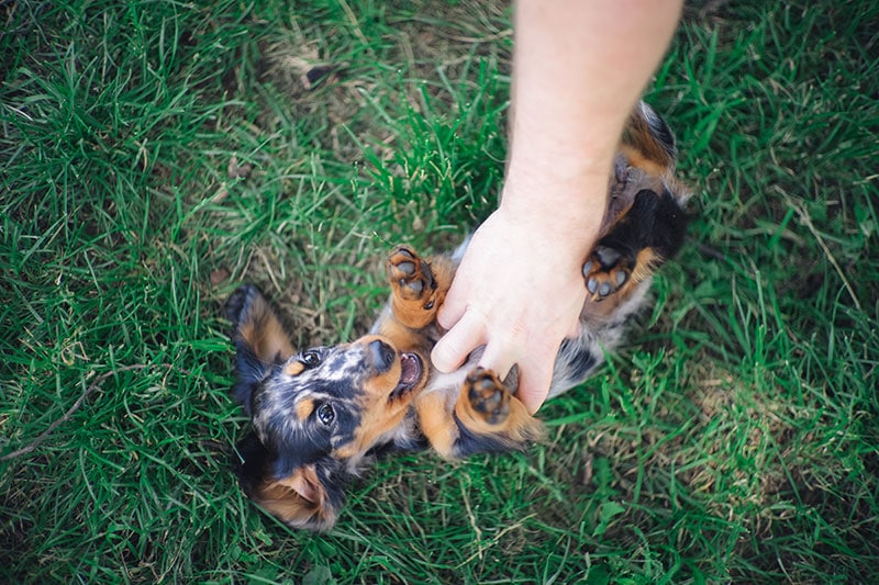 owner tickling long haired miniature dachshund puppy